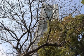 さくら通りの写真