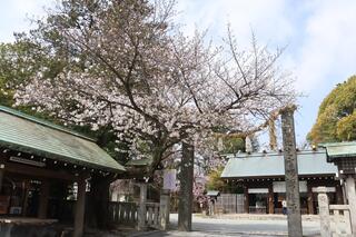 伊勢山皇大神宮桜の写真