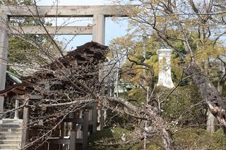 伊勢山皇大神宮桜の写真