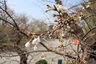野毛山公園桜の写真