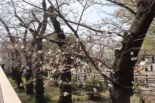 野毛山公園桜の写真