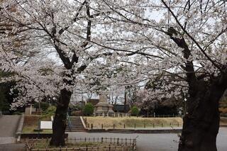 掃部山公園桜の写真
