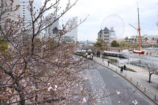 さくら通り桜の写真