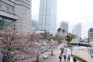 さくら通り桜の写真