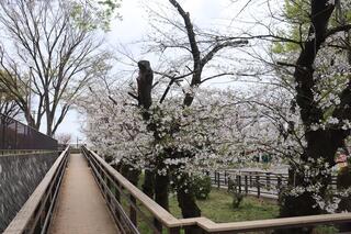 野毛山公園桜の写真