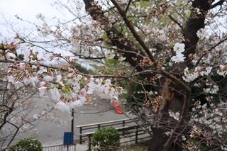 野毛山公園桜の写真