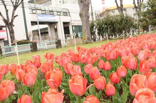 岡野公園チューリップの写真