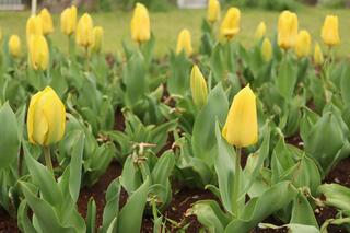 岡野公園チューリップの写真