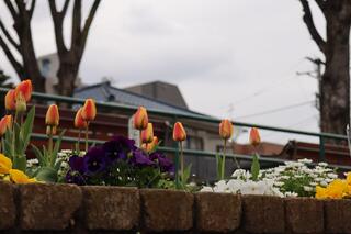 宮ケ谷公園チューリップの写真