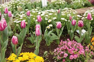 宮ケ谷公園チューリップの写真