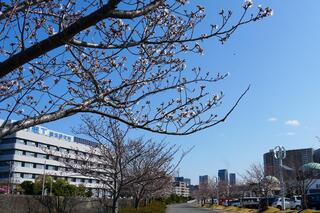 横浜イングリッシュガーデンの桜の写真