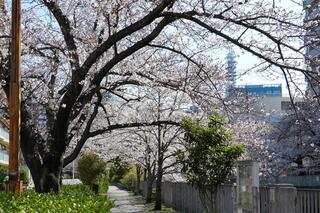 石崎川プロムナードの桜の写真