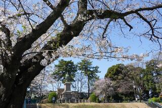 掃部山公園の桜の写真