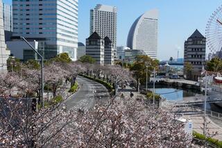 さくら通りの桜の写真