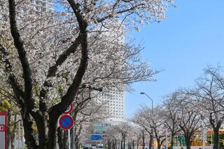 さくら通りの桜の写真