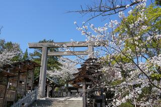 伊勢山皇大神宮の桜の写真