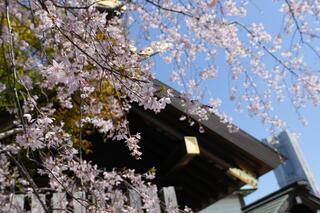 伊勢山皇大神宮の桜の写真