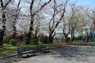 野毛山公園の桜の写真