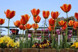 宮ケ谷公園チューリップの写真