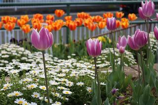 宮ケ谷公園チューリップの写真