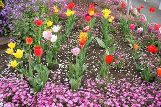 大谷公園チューリップの写真