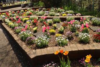 北軽井沢第二公園チューリップの写真