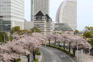 さくら通りの桜の写真