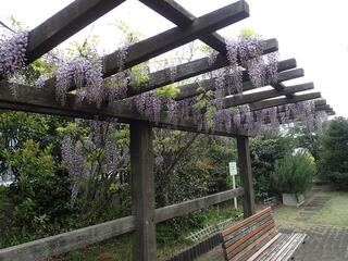 平沼さわやか公園の藤の写真