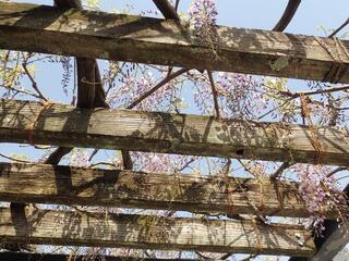 戸部公園の藤の写真