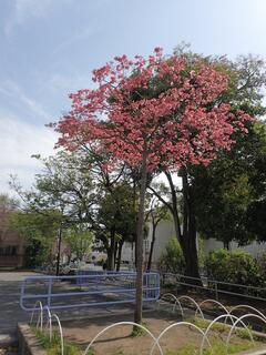 戸部公園のベニバナハナミズキの写真