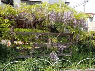 西戸部二丁目公園の藤の写真