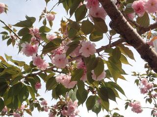 西戸部二丁目公園の桜の写真
