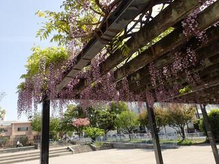 戸部公園の藤の写真