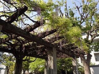 霜下公園の藤の写真