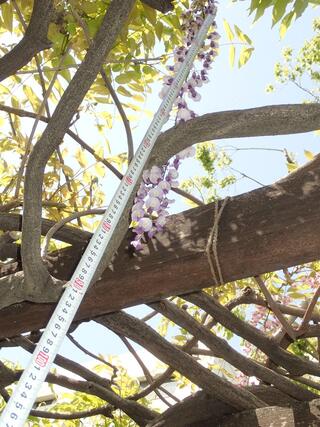 霜下公園の藤の写真