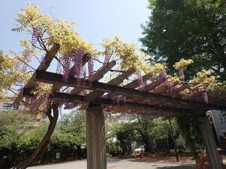 浜松町公園の藤の写真