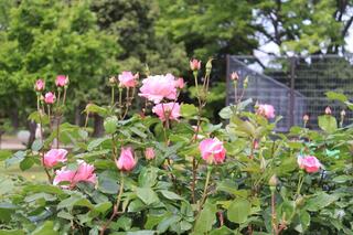 野毛山公園のバラの写真