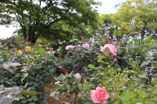 野毛山公園のバラの写真