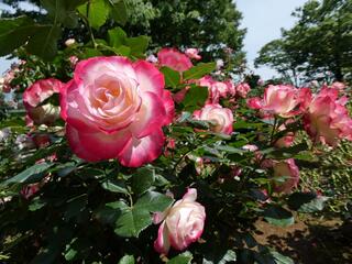 野毛山公園のバラの写真