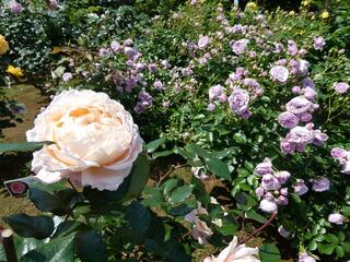 野毛山公園のバラの写真
