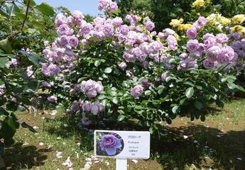 野毛山公園のバラの写真