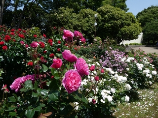 野毛山公園のバラの写真