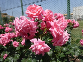 岡野公園のバラの写真