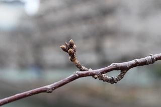 3月8日の石崎川プロムナードの桜つぼみの写真