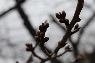 3月8日の野毛山公園の桜つぼみの写真