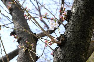 3月23日のさくら通りの桜の写真