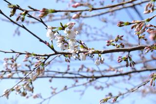 3月23日の野毛山公園の桜の写真