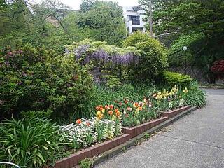 4月19日の西戸部二丁目公園の藤の写真です。