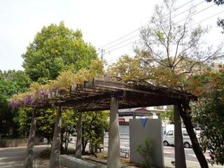 4月20日の藤棚地区センターの藤の写真です。