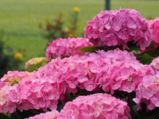 ５月30日のあじさいの写真です。